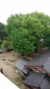 160623雨の日恒例 (720x1280)