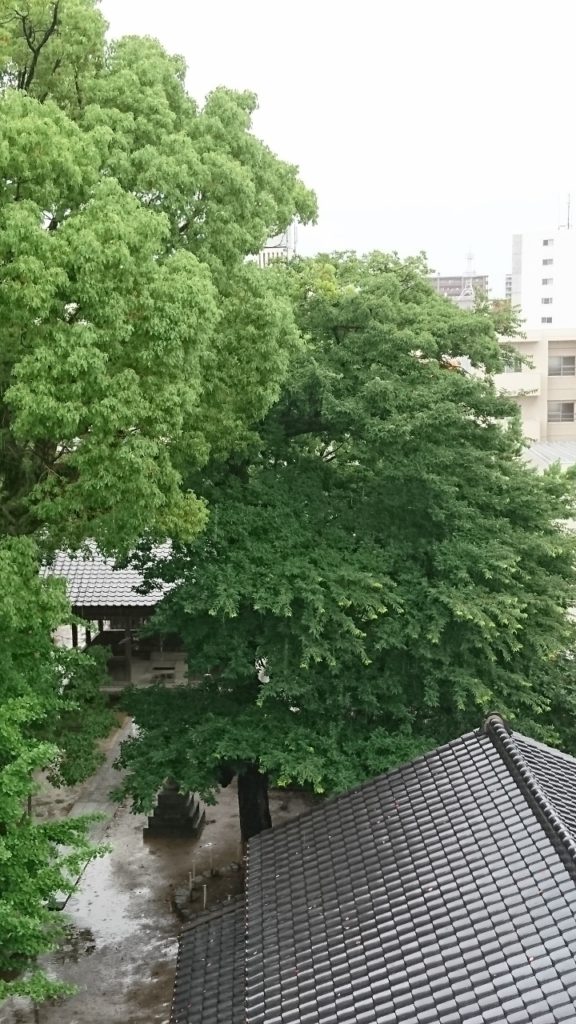 160708新緑 (720x1280)