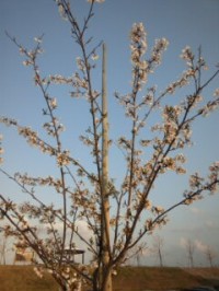 110425_1727~01.jpg