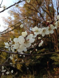 IMG_3962.jpg