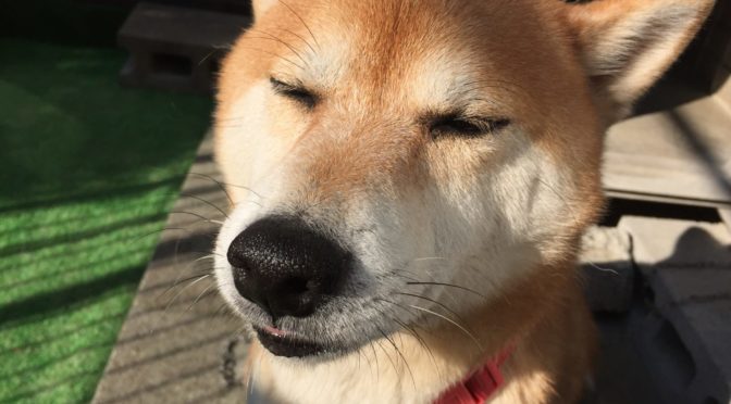 明日で