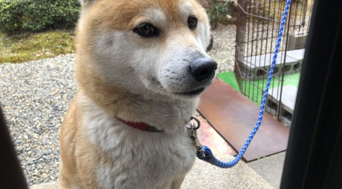癒し