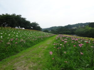 DSC04984