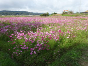 dsc06900