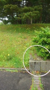 13239078_951844044914376_6759189122468778847_n