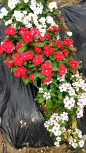 13903202_994968080601972_8516969042283229831_n