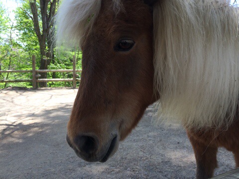 20140513-145247.jpg