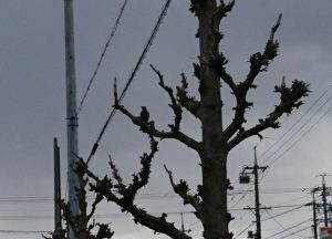 _20170124_164959